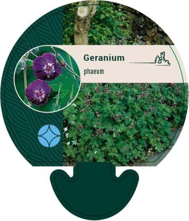 Geranium phaeum geen maat specificatie 0,55L/P9cm