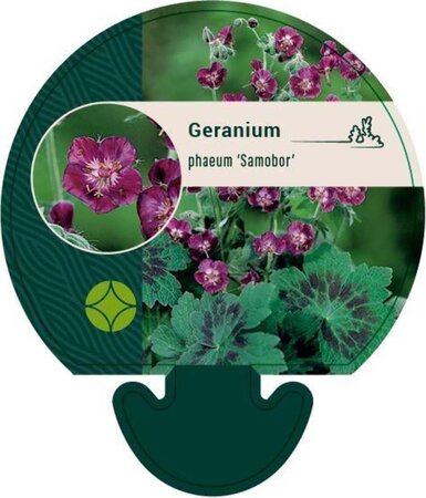 Geranium ph. 'Samobor' geen maat specificatie 0,55L/P9cm - afbeelding 2