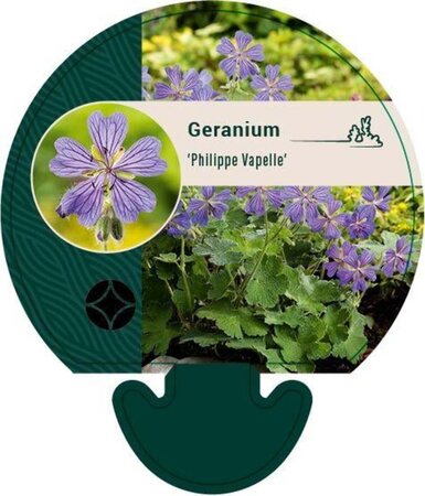 Geranium 'Philippe Vapelle' geen maat specificatie 0,55L/P9cm - afbeelding 1