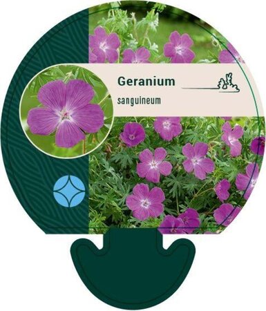 Geranium sanguineum geen maat specificatie 0,55L/P9cm - afbeelding 7