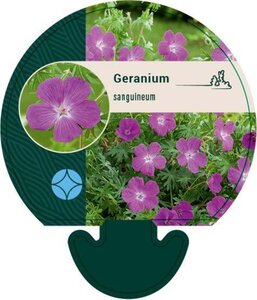 Geranium sanguineum geen maat specificatie 0,55L/P9cm - image 5