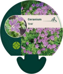 Geranium 'Sirak' geen maat specificatie 0,55L/P9cm - afbeelding 1