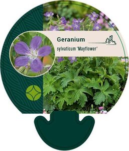 Geranium sylv. 'Mayflower' geen maat specificatie 0,55L/P9cm