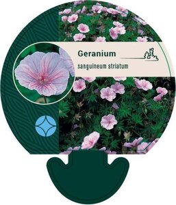 Geranium sanguineum striatum geen maat specificatie 0,55L/P9cm - afbeelding 1