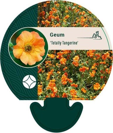 Geum 'Totally Tangerine' geen maat specificatie 0,55L/P9cm - afbeelding 1