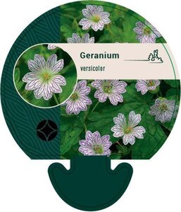 Geranium versicolor geen maat specificatie 0,55L/P9cm - afbeelding 1