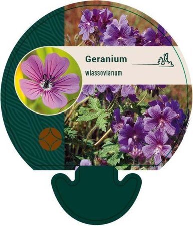 Geranium wlassovianum geen maat specificatie 0,55L/P9cm - afbeelding 1