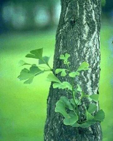 Ginkgo biloba 8-10 Hoogstam draadkluit - afbeelding 9