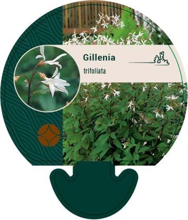 Gillenia trifoliata geen maat specificatie 0,55L/P9cm - afbeelding 2