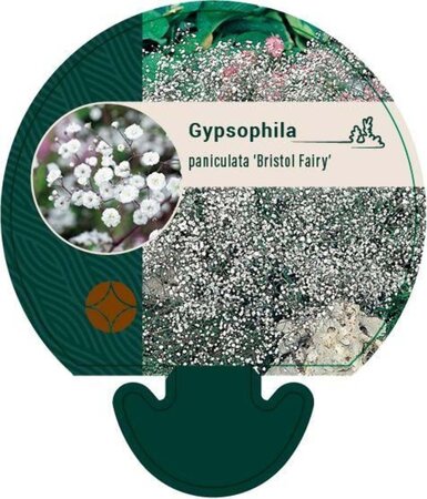Gypsophila pan. 'Bristol Fairy' geen maat specificatie 0,55L/P9cm - afbeelding 1