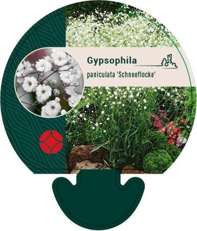 Gypsophila pan. 'Schneeflocke' geen maat specificatie 0,55L/P9cm