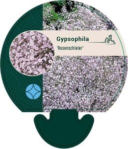 Gypsophila 'Rosenschleier' geen maat specificatie 0,55L/P9cm