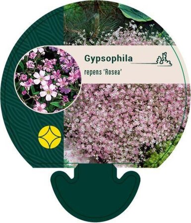 Gypsophila repens 'Rosea' geen maat specificatie 0,55L/P9cm