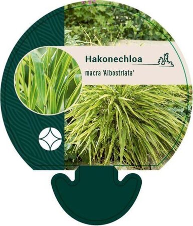 Hakonechloa macra 'Albostriata' geen maat specificatie 0,55L/P9cm - afbeelding 2