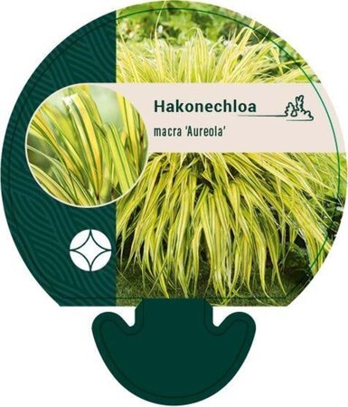 Hakonechloa macra 'Aureola' geen maat specificatie 0,55L/P9cm - afbeelding 5