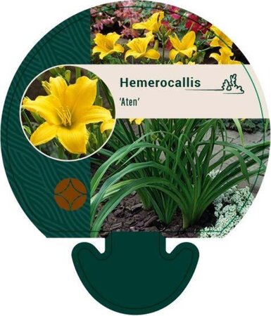 Hemerocallis 'Aten' geen maat specificatie 0,55L/P9cm - afbeelding 1