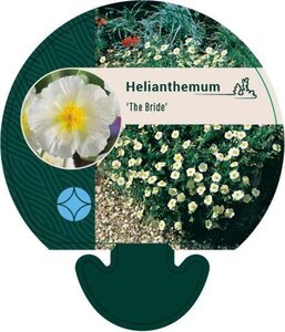 Helianthemum 'The Bride' geen maat specificatie 0,55L/P9cm
