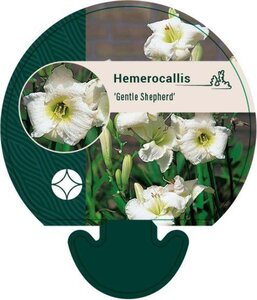 Hemerocallis 'Gentle Shepherd' geen maat specificatie 0,55L/P9cm - afbeelding 2