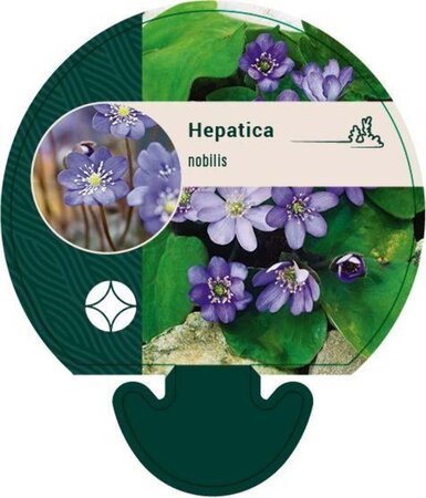 Hepatica nobilis geen maat specificatie 0,55L/P9cm - afbeelding 1