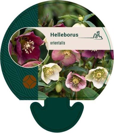 Helleborus orientalis geen maat specificatie 0,55L/P9cm - afbeelding 3