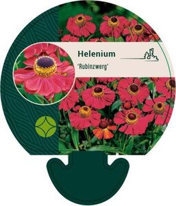 Helenium 'Rubinzwerg' geen maat specificatie 0,55L/P9cm