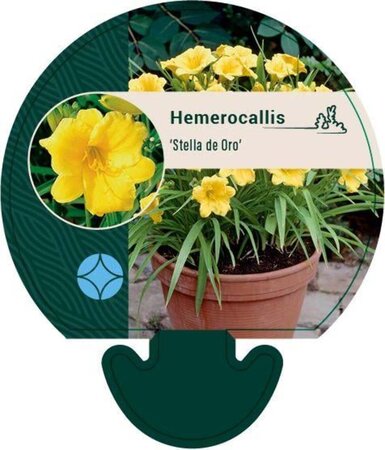 Hemerocallis 'Stella de Oro' geen maat specificatie 0,55L/P9cm - afbeelding 1