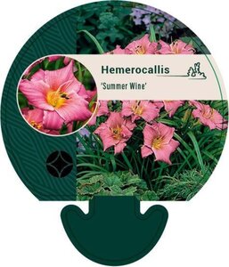 Hemerocallis 'Summer Wine' geen maat specificatie 0,55L/P9cm - afbeelding 1