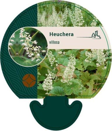 Heuchera villosa geen maat specificatie 0,55L/P9cm