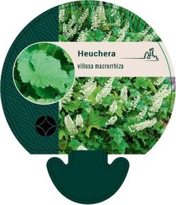 Heuchera villosa macrorrhiza geen maat specificatie 0,55L/P9cm - afbeelding 1