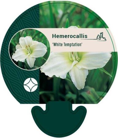 Hemerocallis 'White Temptation' geen maat specificatie 0,55L/P9cm - afbeelding 2