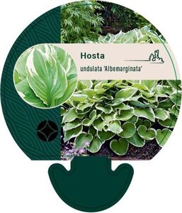 Hosta 'Undulata Albomarginata' geen maat specificatie 0,55L/P9cm - afbeelding 2