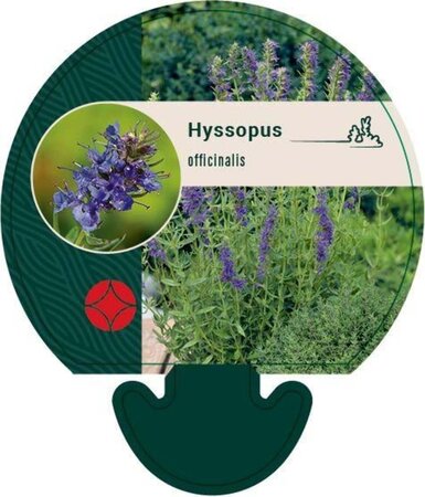 Hyssopus officinalis geen maat specificatie 0,55L/P9cm - afbeelding 4