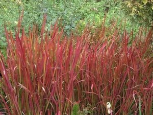 Imperata cylindrica 'Red Baron' geen maat specificatie cont. 2,0L - image 1