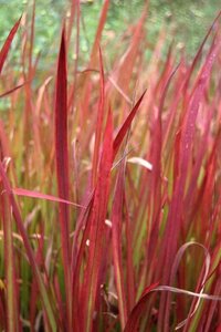 Imperata cylindrica 'Red Baron' geen maat specificatie cont. 2,0L - image 2