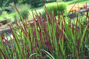 Imperata cylindrica 'Red Baron' geen maat specificatie cont. 2,0L - image 8
