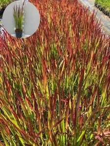 Imperata cylindrica 'Red Baron' geen maat specificatie cont. 2,0L - image 4