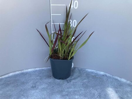 Imperata cylindrica 'Red Baron' geen maat specificatie cont. 2,0L - image 5