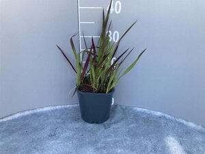 Imperata cylindrica 'Red Baron' geen maat specificatie cont. 2,0L - image 5