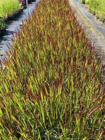 Imperata cylindrica 'Red Baron' geen maat specificatie cont. 2,0L - image 6