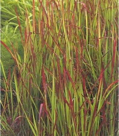 Imperata cylindrica 'Red Baron' geen maat specificatie cont. 2,0L - image 9