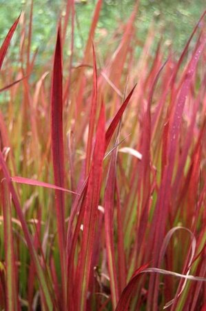 Imperata cylindrica 'Red Baron' geen maat specificatie cont. 3,0L - image 2