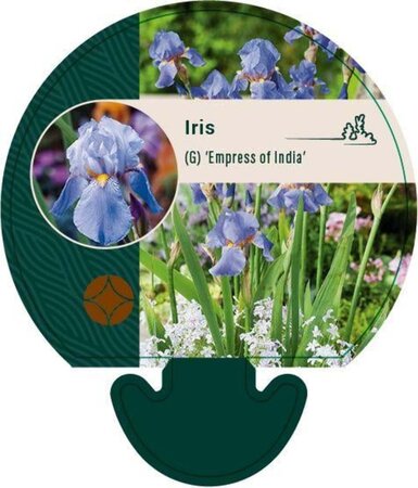 Iris (G) 'Empress of India' geen maat specificatie 0,55L/P9cm