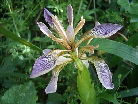 Iris foetidissima geen maat specificatie 0,55L/P9cm - afbeelding 1