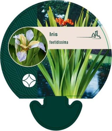 Iris foetidissima geen maat specificatie 0,55L/P9cm - afbeelding 3
