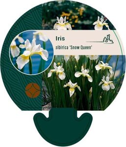 Iris sib. 'Snow Queen' geen maat specificatie 0,55L/P9cm