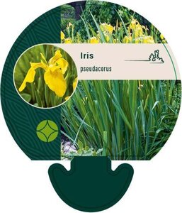 Iris pseudacorus geen maat specificatie 0,55L/P9cm - afbeelding 6
