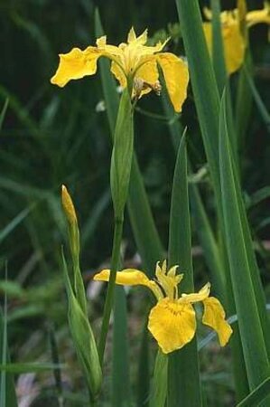 Iris pseudacorus geen maat specificatie 0,55L/P9cm - image 2