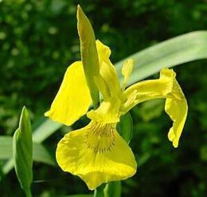 Iris pseudacorus geen maat specificatie 0,55L/P9cm - image 3