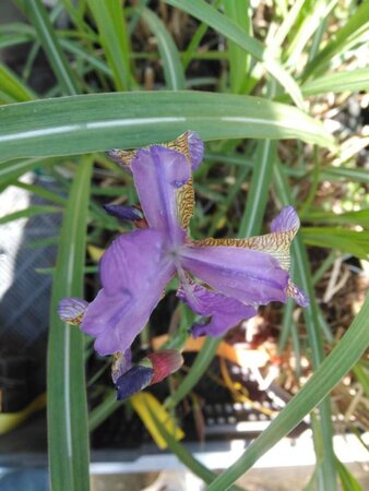 Iris sib. 'Blue King' geen maat specificatie 0,55L/P9cm - afbeelding 2