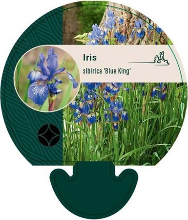 Iris sib. 'Blue King' geen maat specificatie 0,55L/P9cm - afbeelding 3